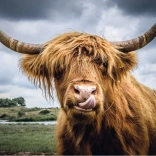 Ravensburger Puzzle Moments Highland Cattle 300 elementów