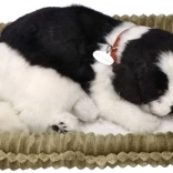 Oddychające szczenię border collie do adopcji