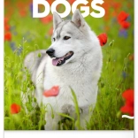 Ścienny kalendarz Psy 2026