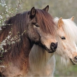 Ravensburger puzzle Perfect Ponies 150 elementów