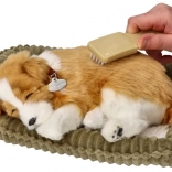 oddychające szczenię border collie do adopcji