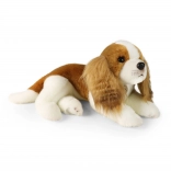 Pluszowy pies Cavalier King Charles Spaniel 40 cm od RAPPA