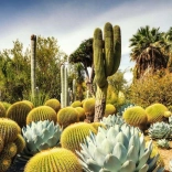 Puzzle 1000 elementów – pustynny ogród HUNTINGTON, USA