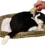 Adoptuj mnie – oddychająca czarno-biała kotka