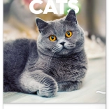 Kalendarz ścienny Koty 2026