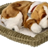 Oddychające szczeniątko buldog