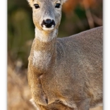 Kalendarz ścienny Zwierzęta Leśne 2026