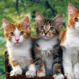 Norimpex Diamentowe Malowanie Koty 30x40 cm