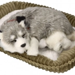 Oddychający szczeniaczek husky alaskański