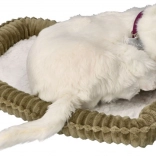 adoptuj mnie krótkowłose białe kociątko