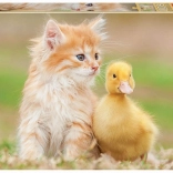 Educa puzzle uroczy przyjaciele 500 elementów