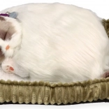 Oddychające kociątko Ragdoll Perfect Petzzz