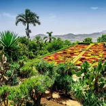 Puzzle 1000 elementów ogród botaniczny Madera Portugalia RAVENSBURGER