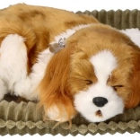 Oddychające szczenię Cavalier