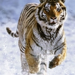 Ravensburger puzzle Tygr w zimie 500 elementów