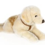 Puchaty retriever 70 cm